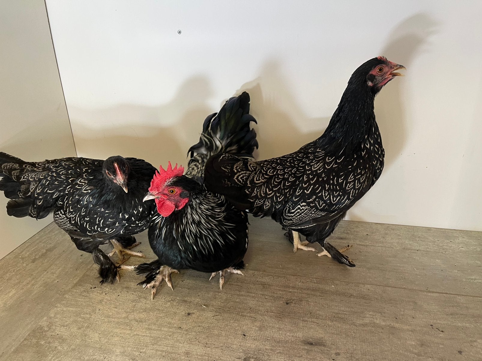 Mooi trio kriel kipjes, Dieren en Toebehoren, Pluimvee, Meerdere dieren, Kip