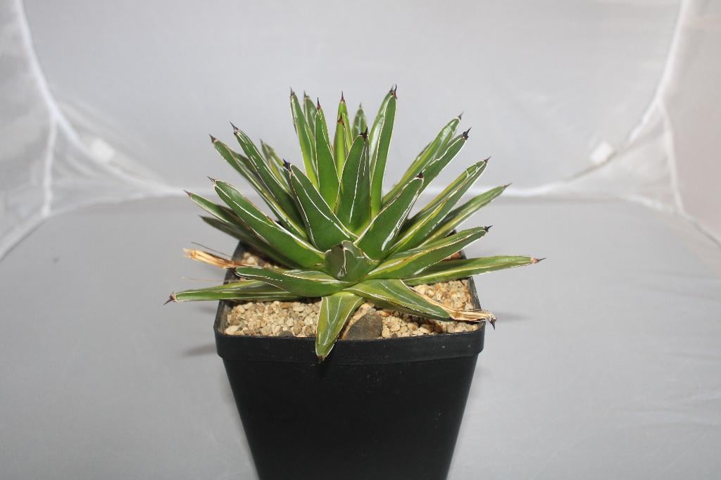 agave vic reg variegated, Vetplant, Ophalen of Verzenden, Minder dan 100 cm, Volle zon