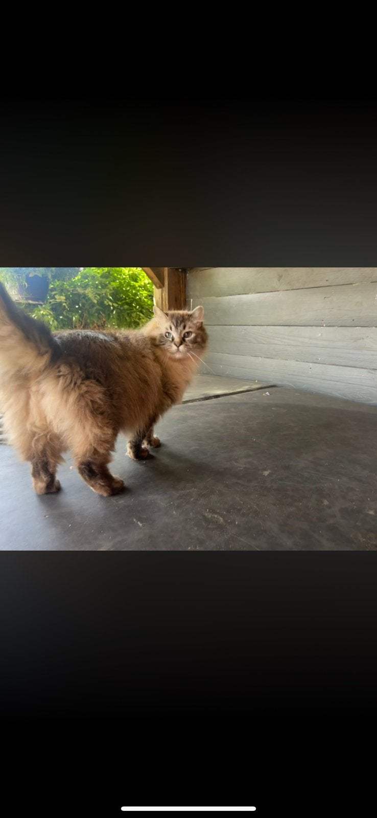 Ragdoll poes, Dieren en Toebehoren, Katten en Kittens | Raskatten | Langhaar, Poes