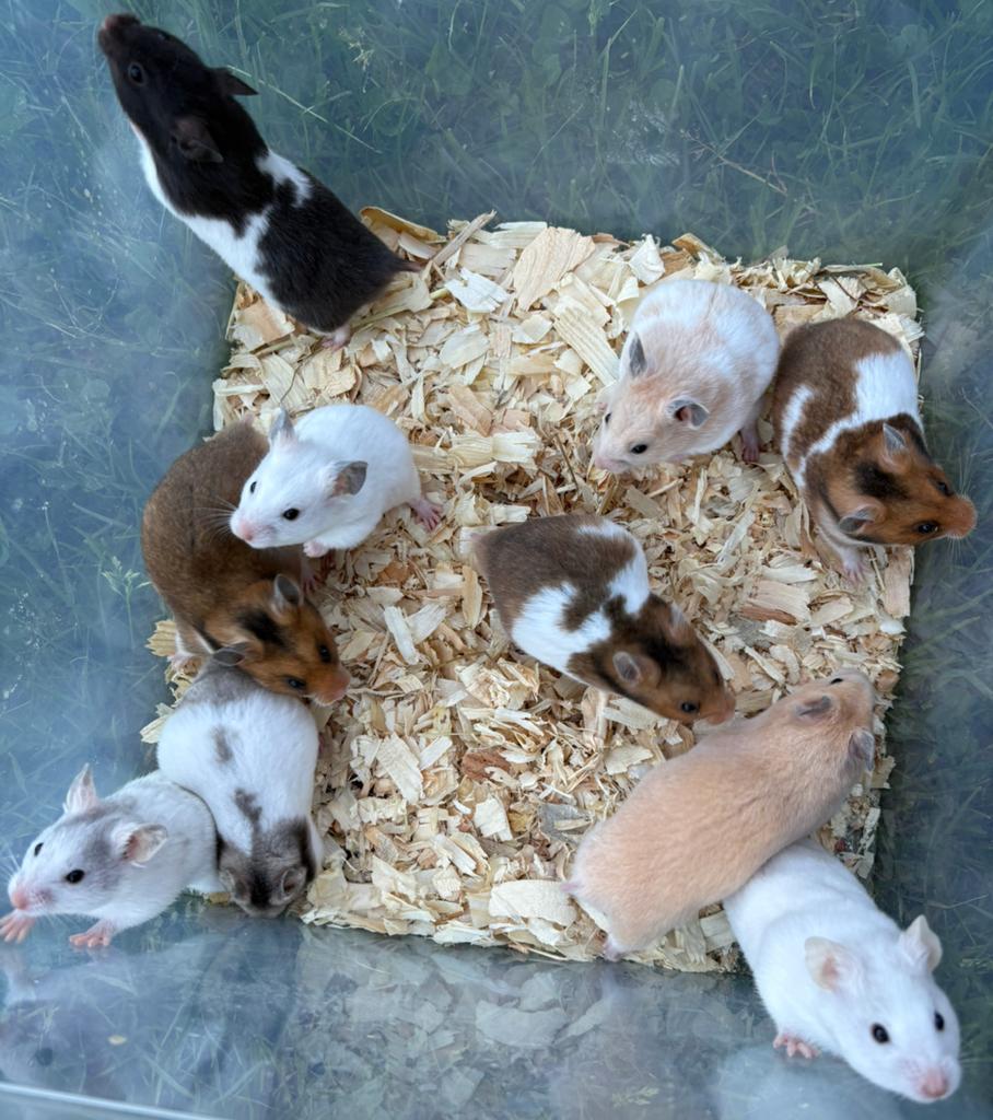 Goudhamsters, Dieren en Toebehoren, Knaagdieren, Hamster, April, Mannelijk, Tam