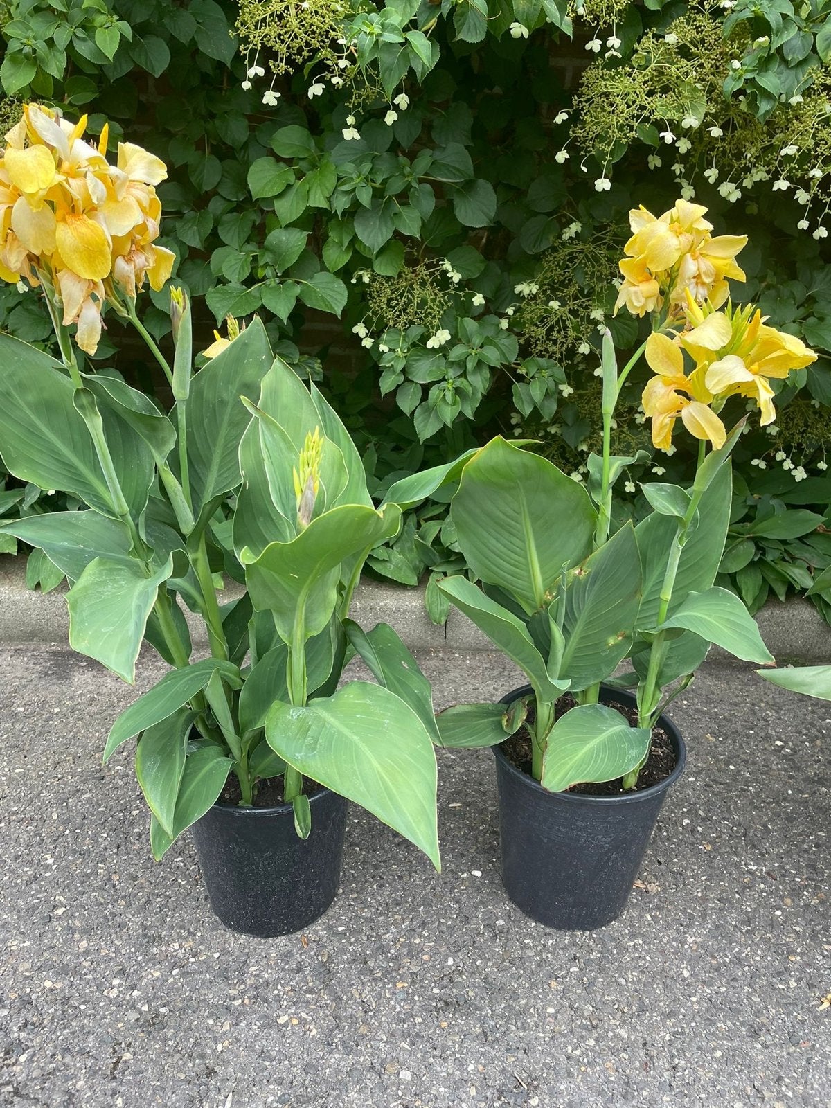 Canna Lelie (Canna Indica) - Gele bloemen, Volle zon, Vaste plant, Zomer, Ophalen