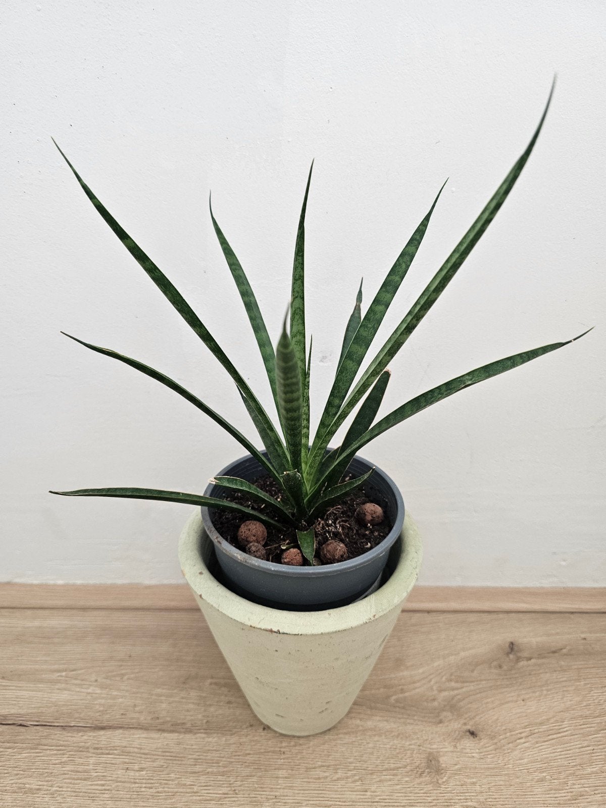 Schattige Sanseviera plant met extra mooie pot 🌿🌿, Ophalen