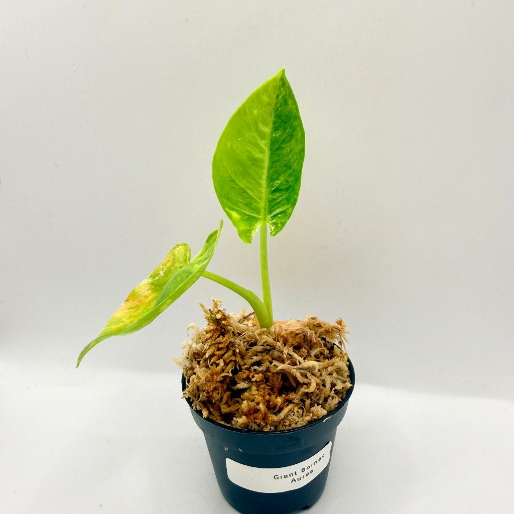 Alocasia Borneo Giant Aurea Variegata, Huis en Inrichting, Kamerplanten, Verzenden, Halfschaduw, Minder dan 100 cm