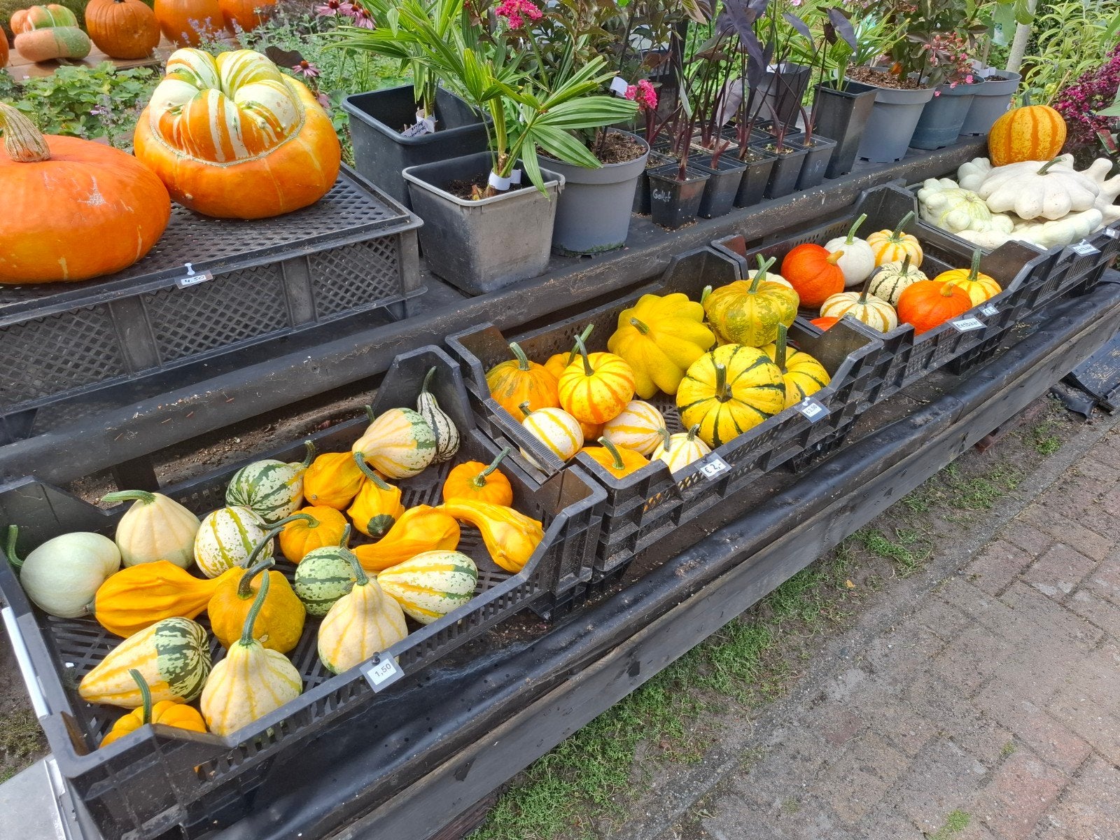 🎃 halloween pompoenen & kalebassen 🎃

Kanaal a nr 4 Emm, Ophalen, Nieuw