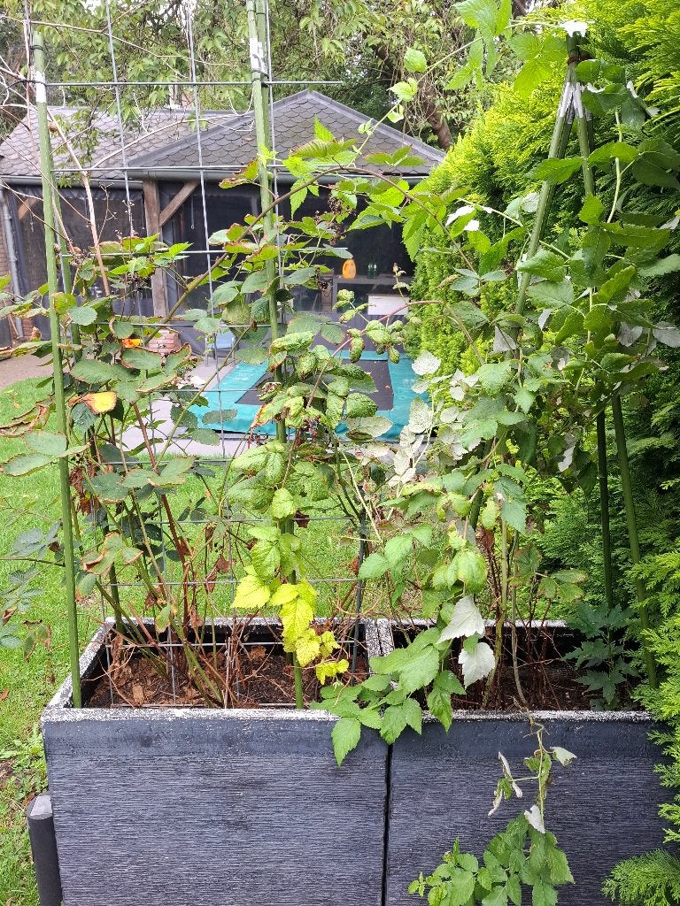 Struiken, Ophalen, Overige soorten, Struik, 100 tot 250 cm