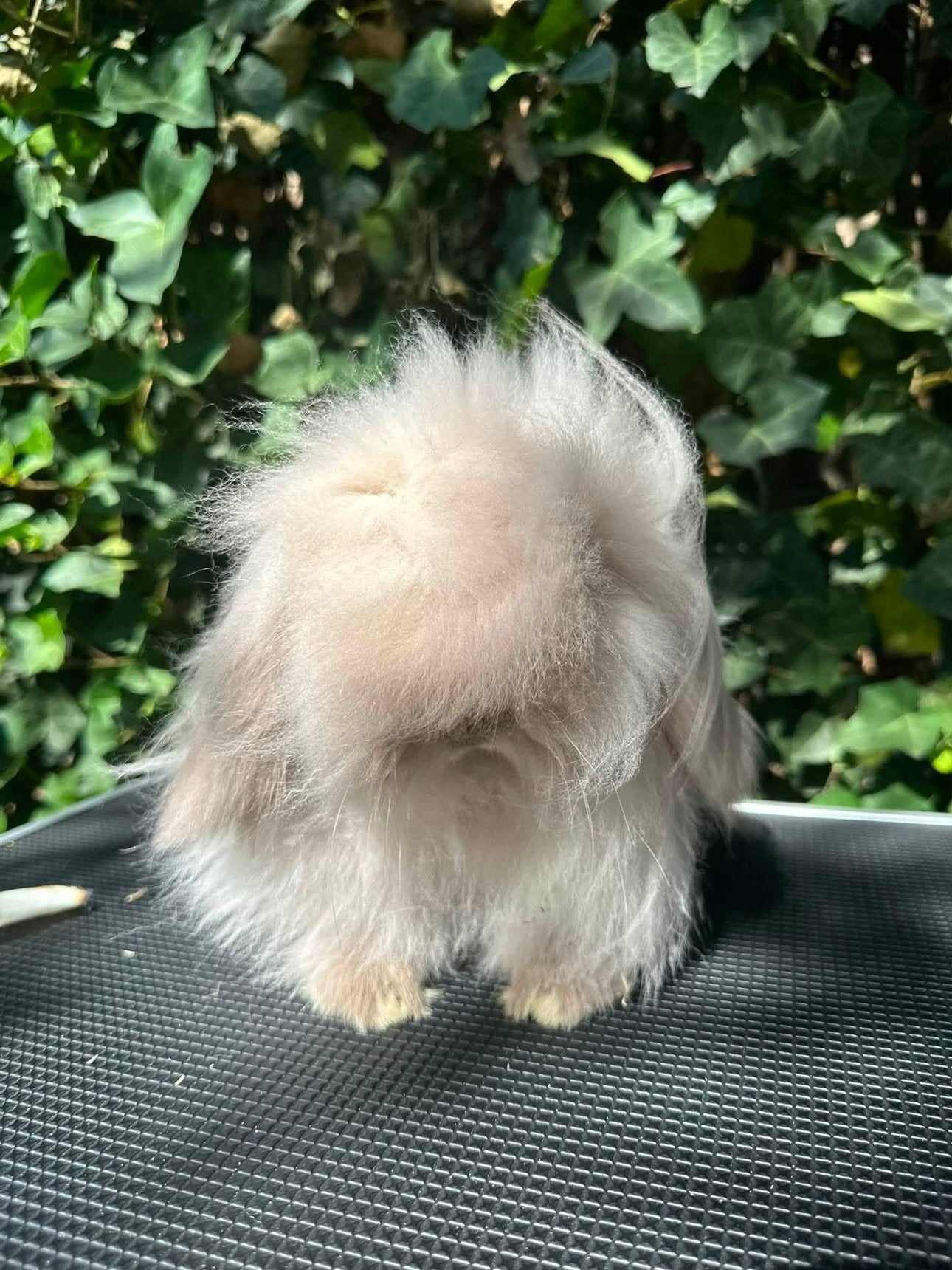 Lionlop voedster BRC ringed, Dieren en Toebehoren, Vrouwelijk, Dwerg, Hangoor