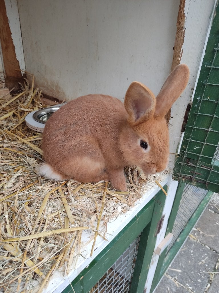 mooie jonge konijnen, Dieren en Toebehoren, Konijnen, Geslacht onbekend, Middelgroot, 0 tot 2 jaar