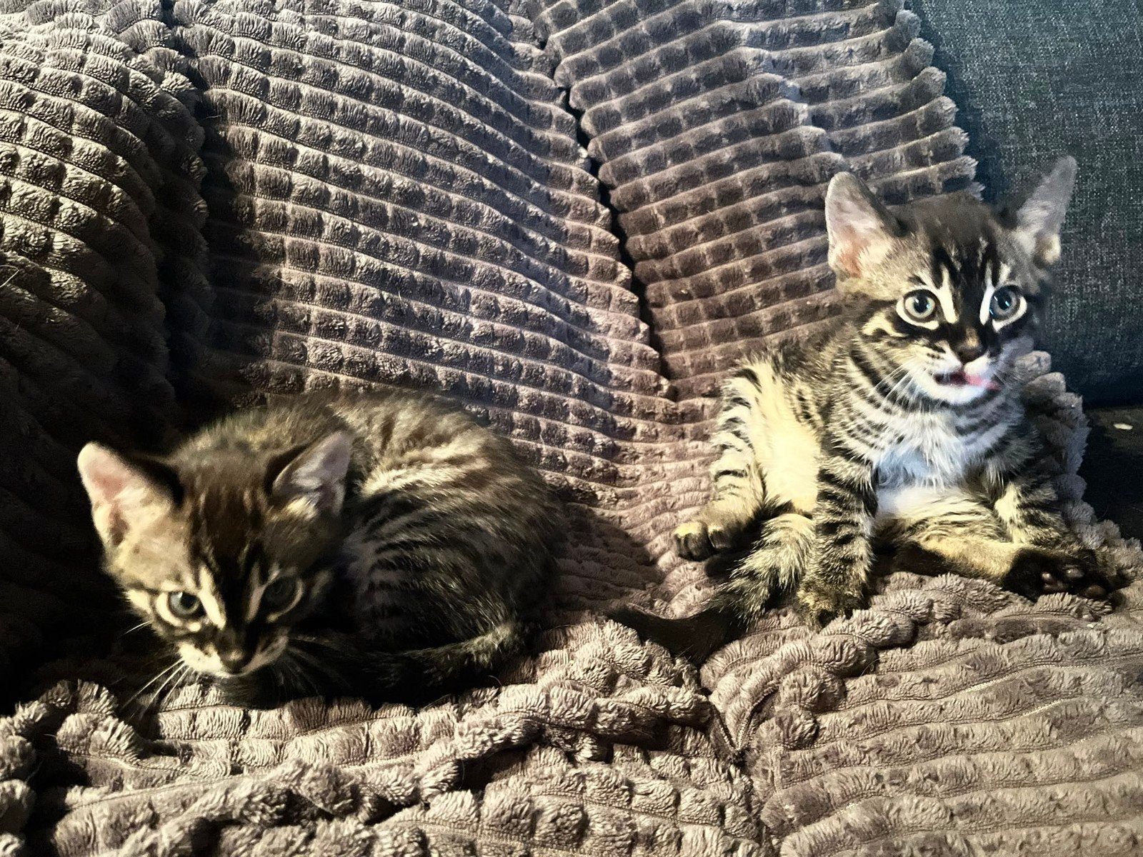 Bengaalse kittens, Poes, 0 tot 2 jaar