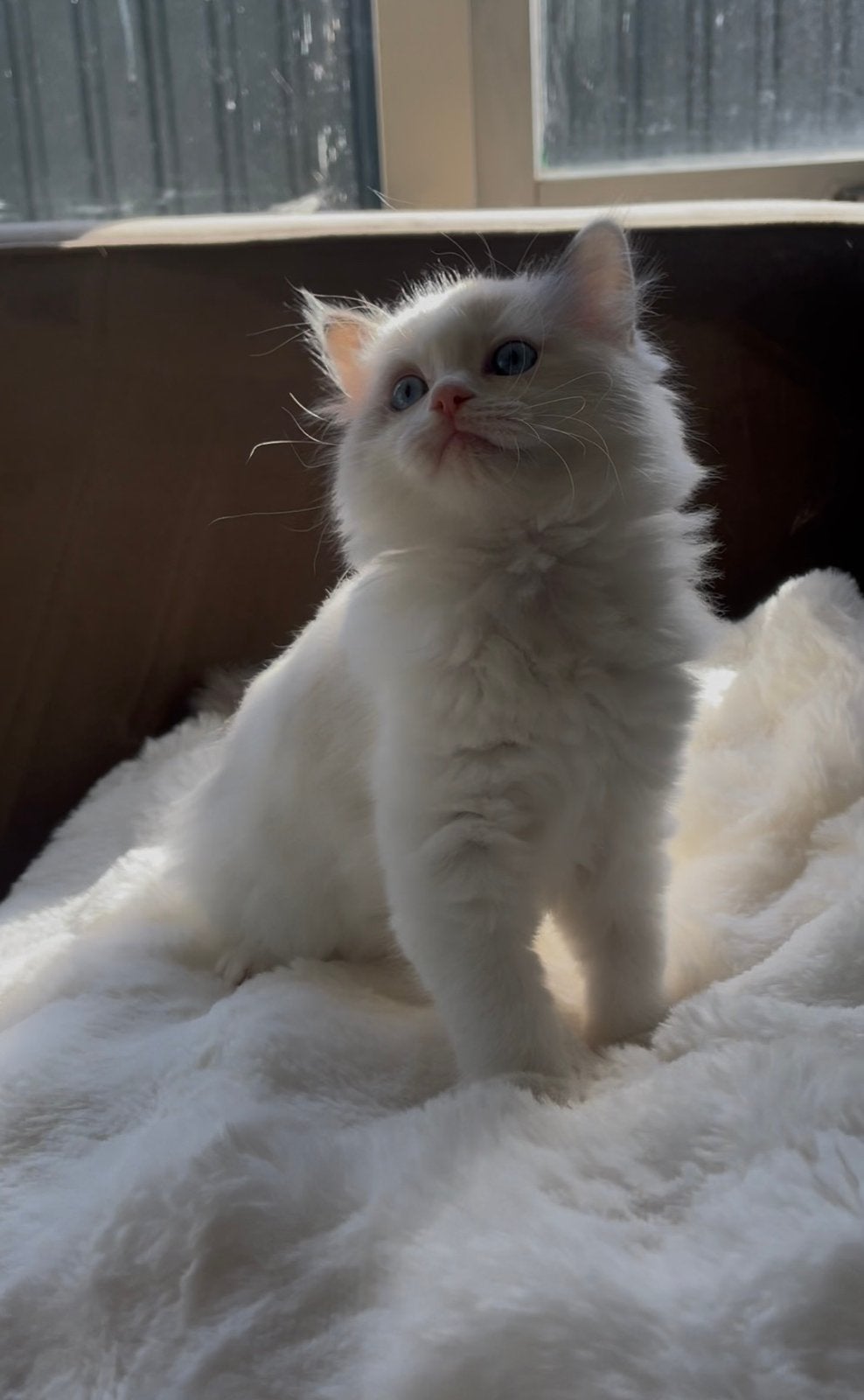 Super lieve 100% raszuivere Ragdoll kitten te koop, Kater, 0 tot 2 jaar
