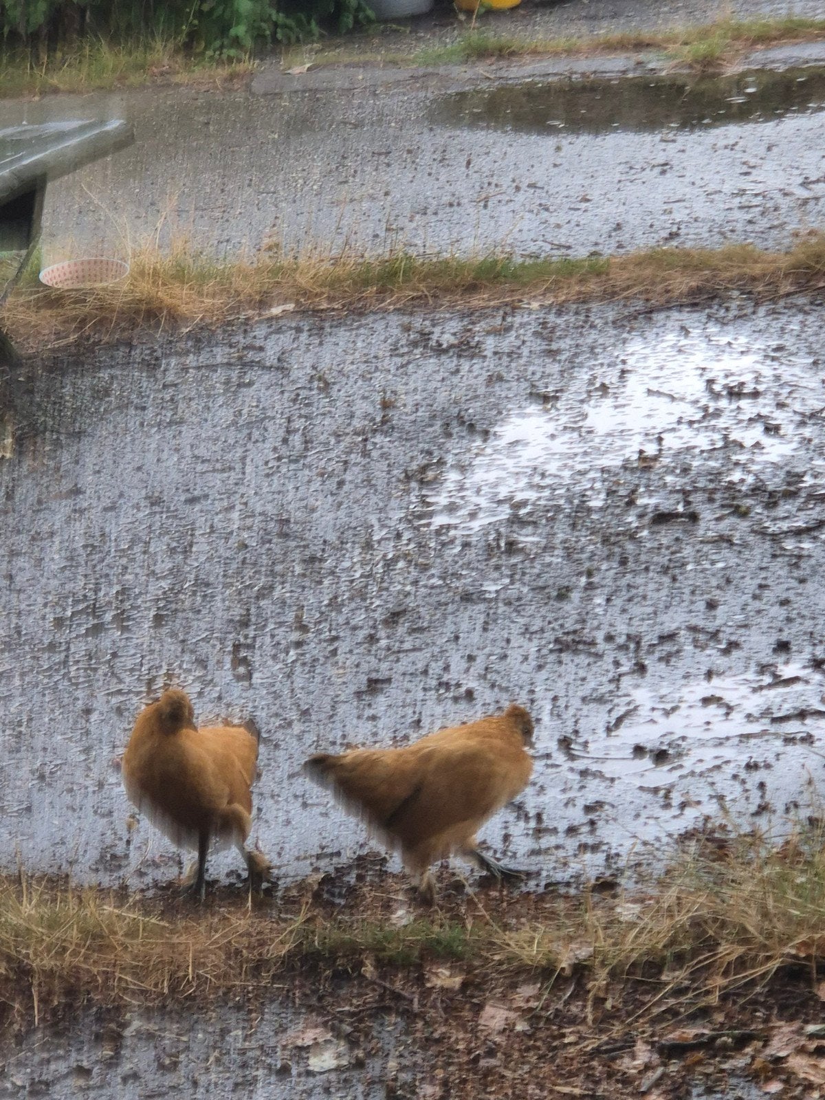 hennen kruising zijdehoender, Dieren en Toebehoren, Meerdere dieren, Kip