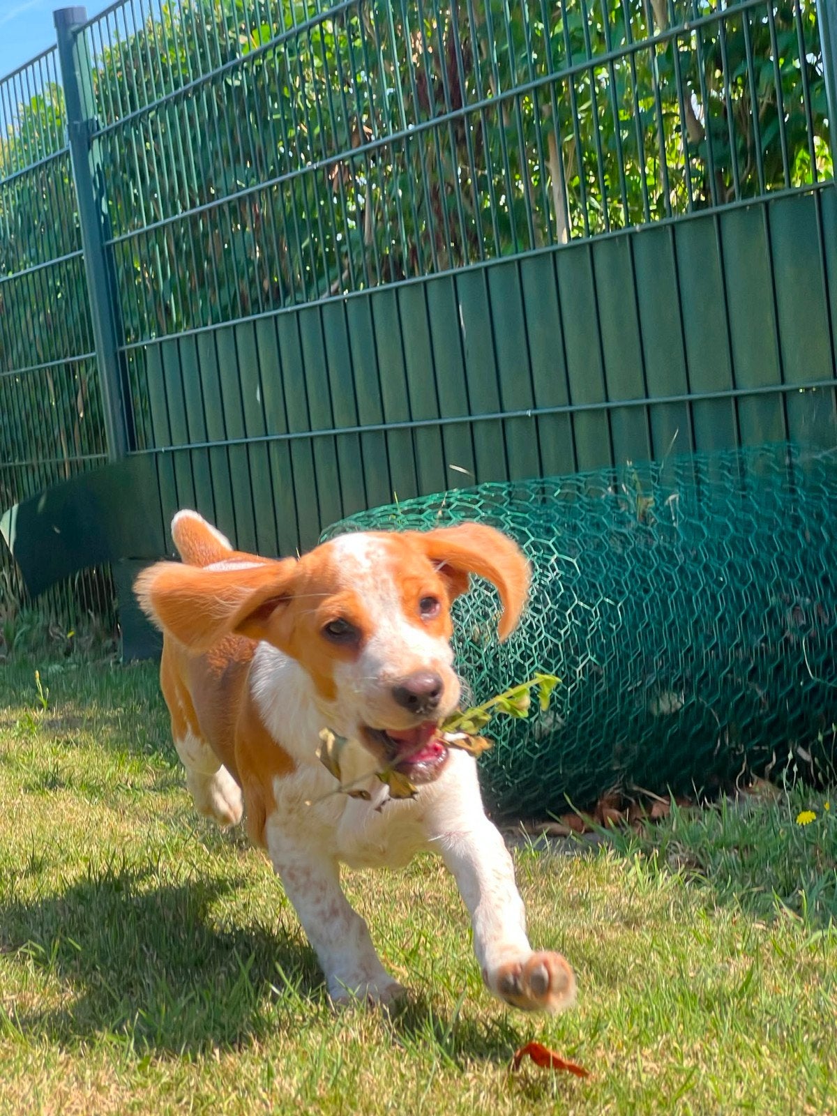 Bocker(beagle x cocker) pups zoeken hun gouden mandje, Dieren en Toebehoren, Parvo, Nederland, 8 tot 15 weken, Meerdere