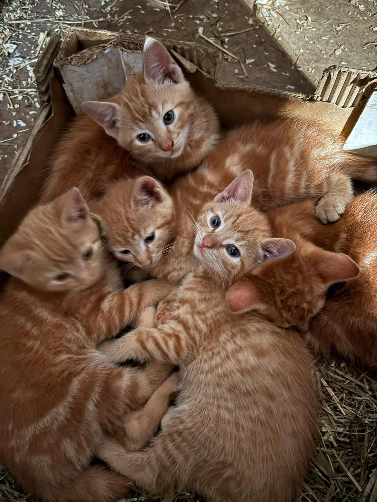 2 lieve rode poesjes, Dieren en Toebehoren, Meerdere dieren, Ontwormd, 0 tot 2 jaar