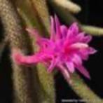 Cactus Aporocactus Flagelliformis Hybride  Potmaat, Huis en Inrichting, Kamerplanten, Ophalen of Verzenden, Minder dan 100 cm