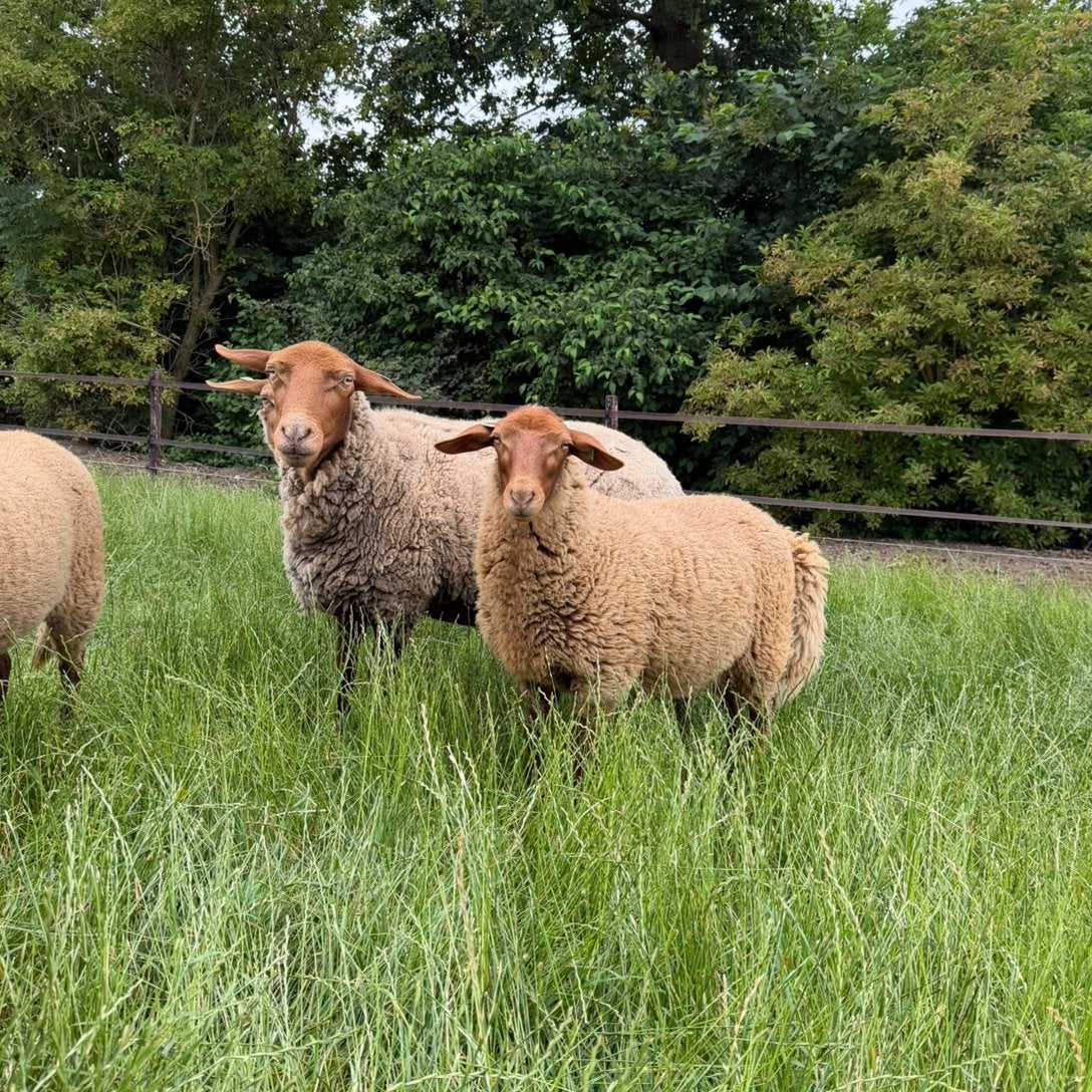 Te koop: Coburger fuchs ooi met ooilam + ramlam, Dieren en Toebehoren, Schapen, Geiten en Varkens, Meerdere dieren, Schaap, 0 tot 2 jaar