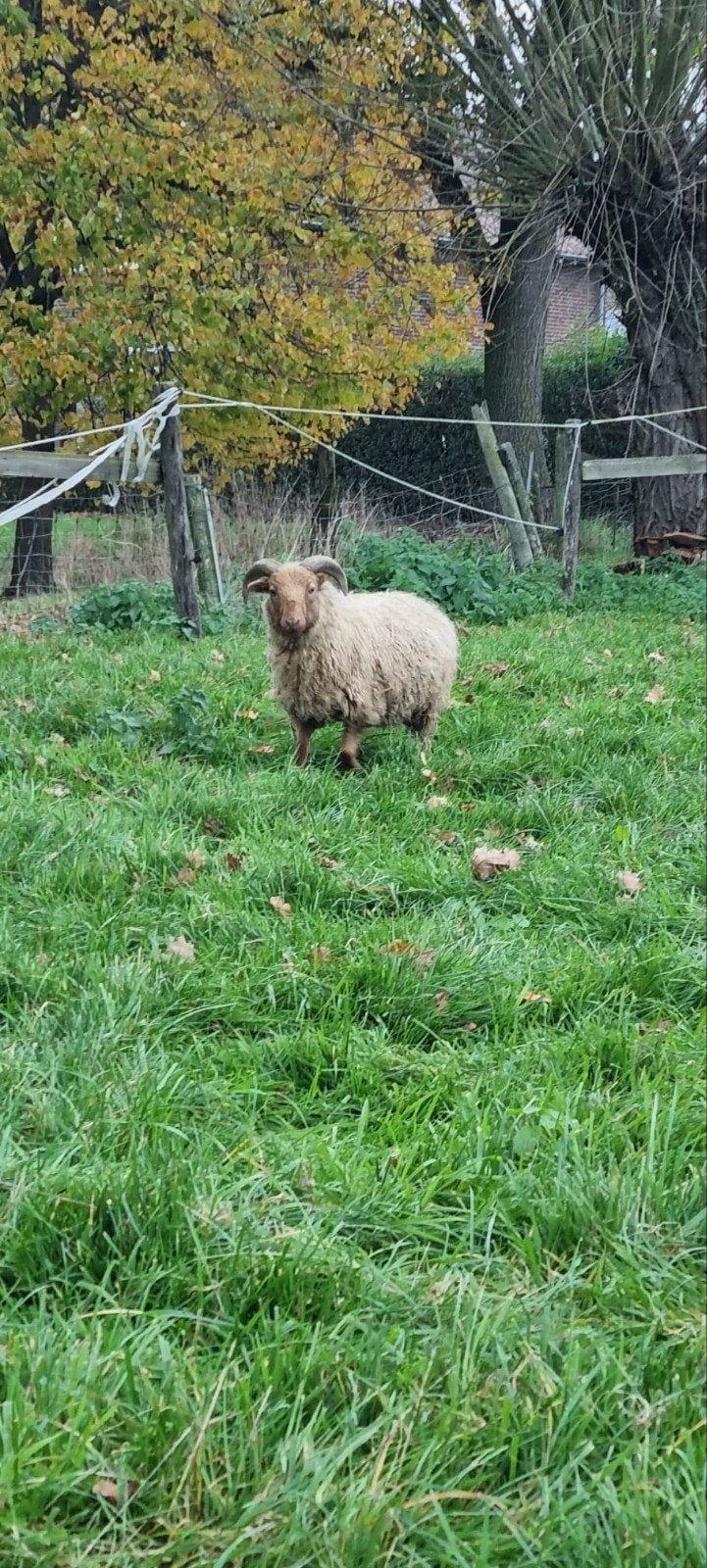 bewezen skudde dekram, Mannelijk, Schaap