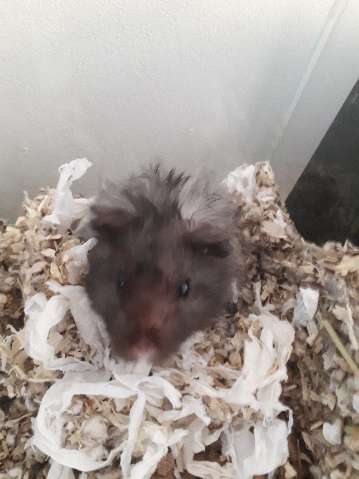 langharige goudhamster, Dieren en Toebehoren, Hamster, Mannelijk, Tam, Oktober