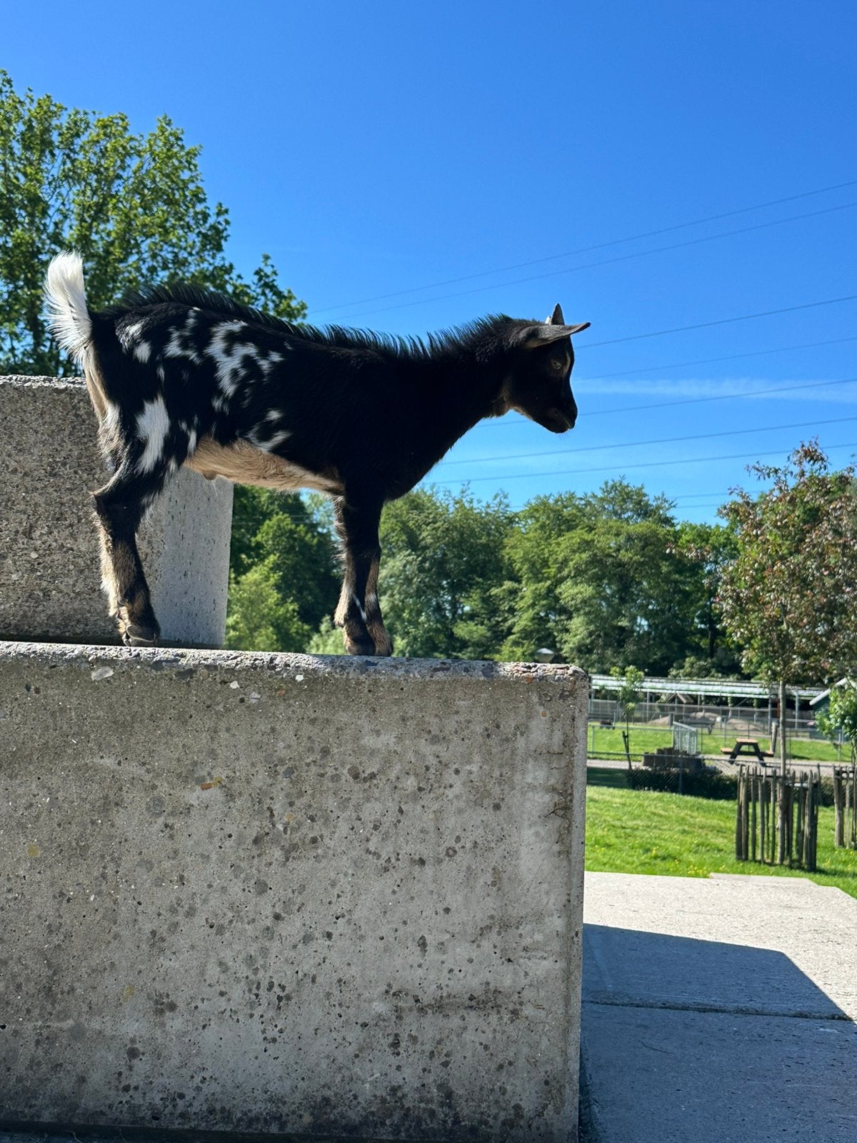 2 dwerggeit bokjes, Dieren en Toebehoren, Schapen, Geiten en Varkens, Mannelijk, Geit, 0 tot 2 jaar