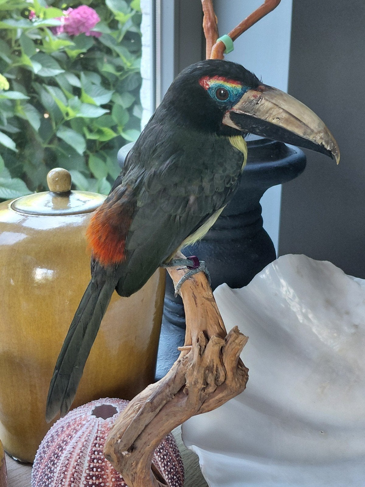 Opgezette groene Arassari, Ophalen of Verzenden, Zo goed als nieuw, Vogel, Opgezet dier