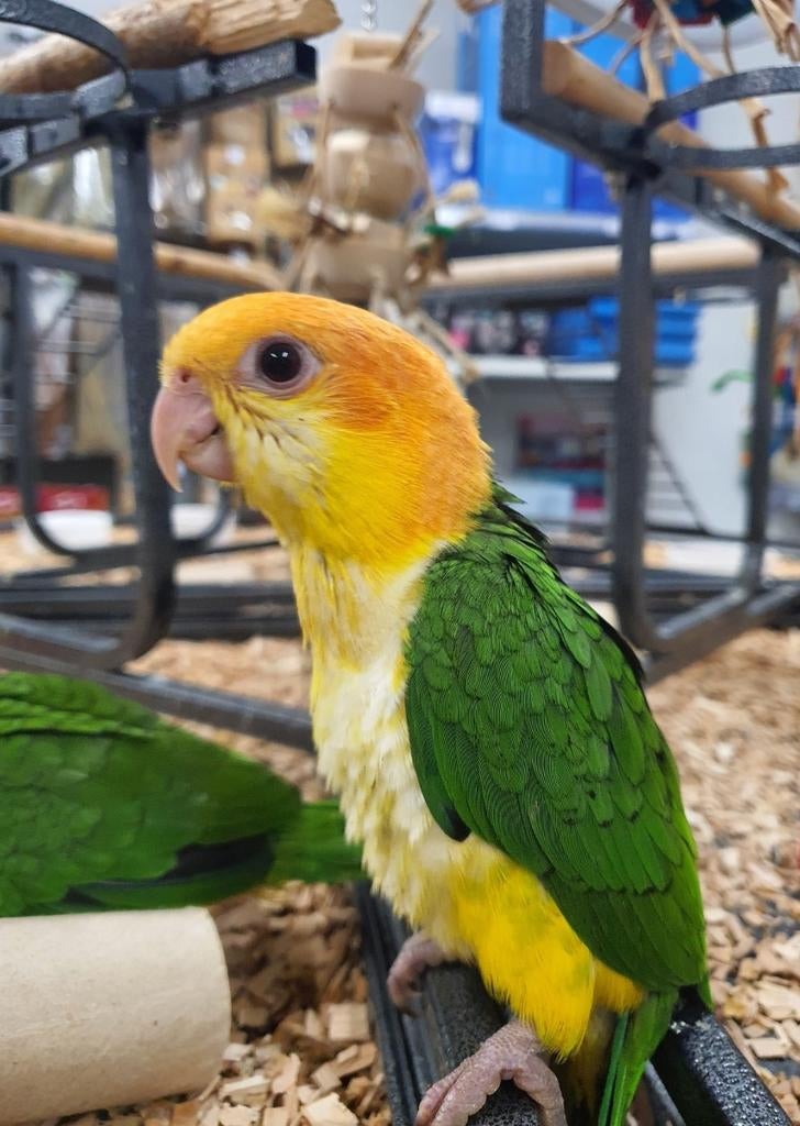 Lieve Roestkop caique beschikbaar., Dieren en Toebehoren, Vogels | Parkieten en Papegaaien, Vrouwelijk, Papegaai, Geringd