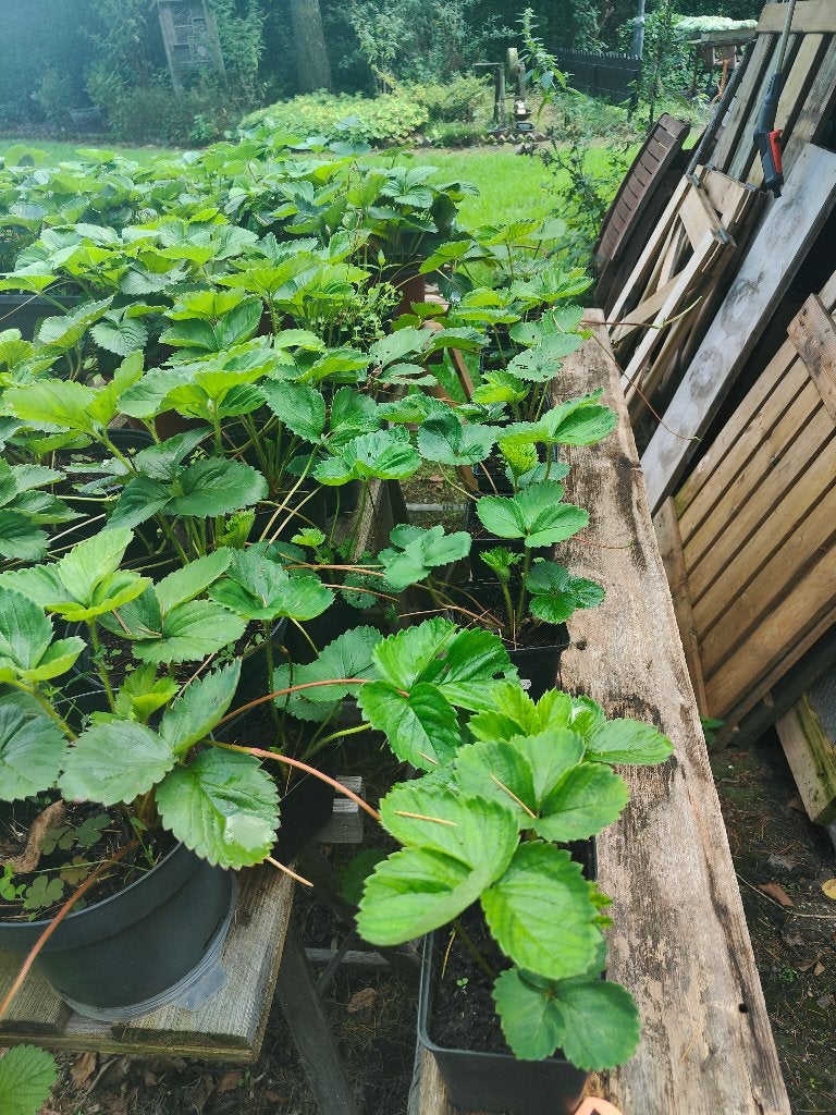 Aardbei planten Maxim, Tuin en Terras, Planten | Tuinplanten, Ophalen, Volle zon, Vaste plant, Fruitplanten