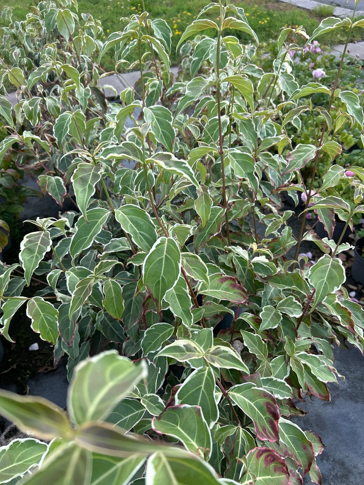Cornus kousa Teresa Bonte Kornoelje, Volle zon, Vaste plant, Lente, Ophalen