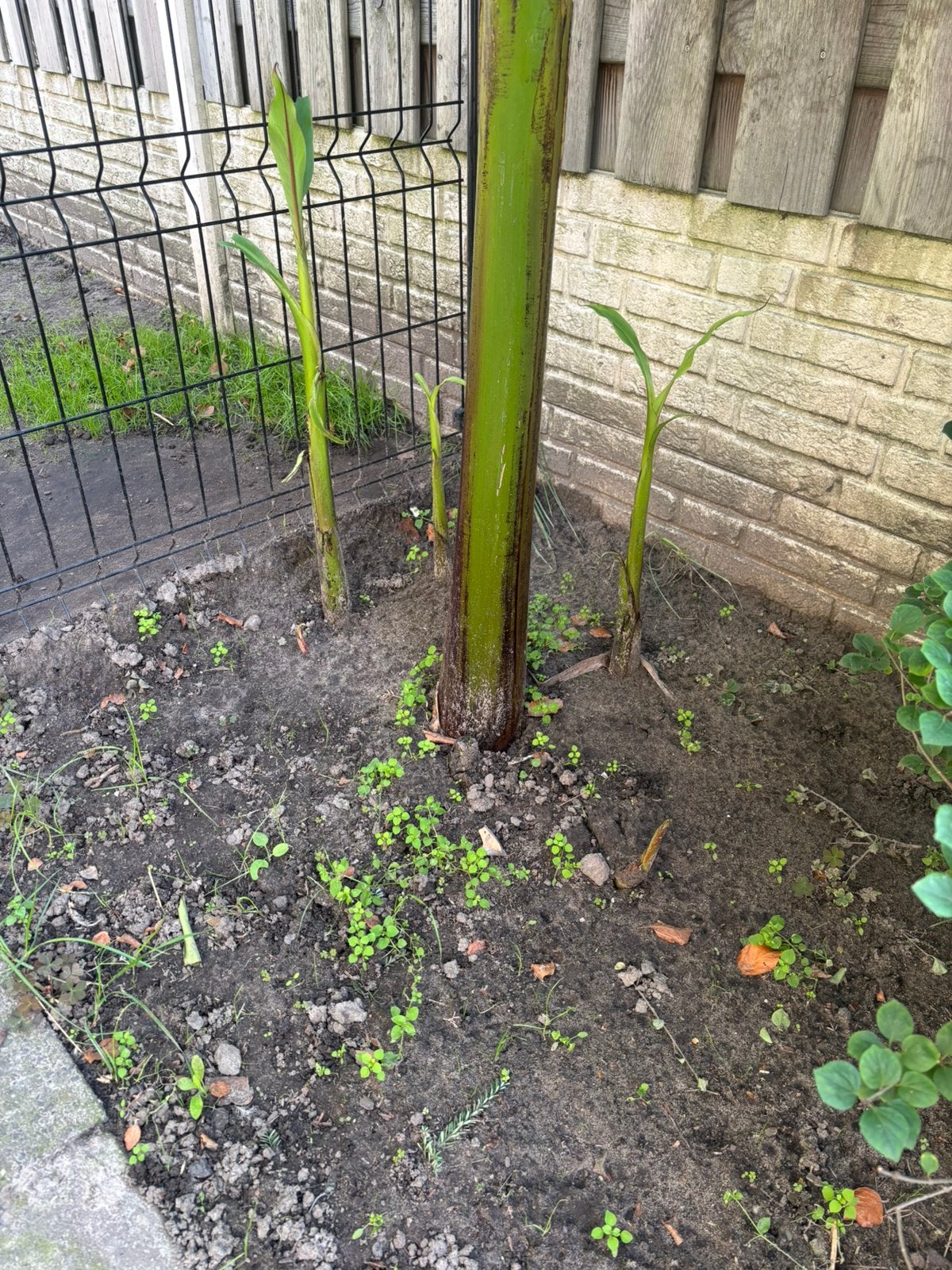 Scheuten bananenboom, Ophalen, Volle zon, Overige soorten