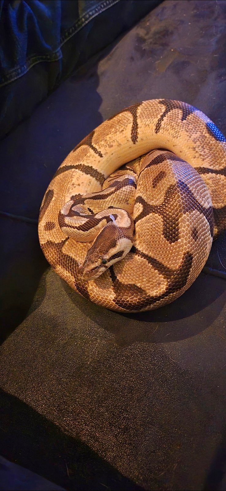 Konings Python incl. therarium en meubel, Slang, Tam, 3 tot 6 jaar