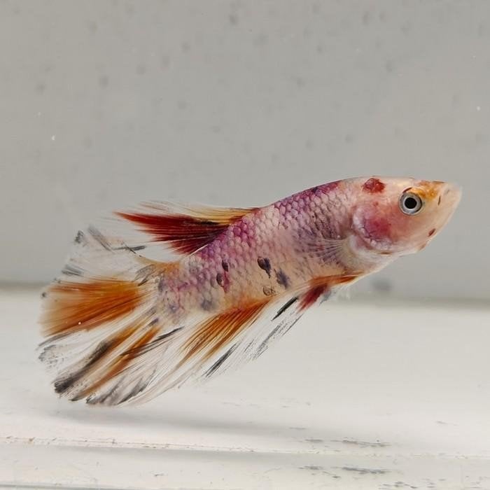 betta splendens man 07, Vis