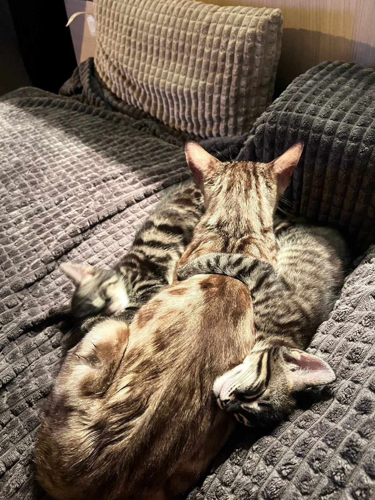 Bengaalse kittens, Dieren en Toebehoren, Poes, 0 tot 2 jaar
