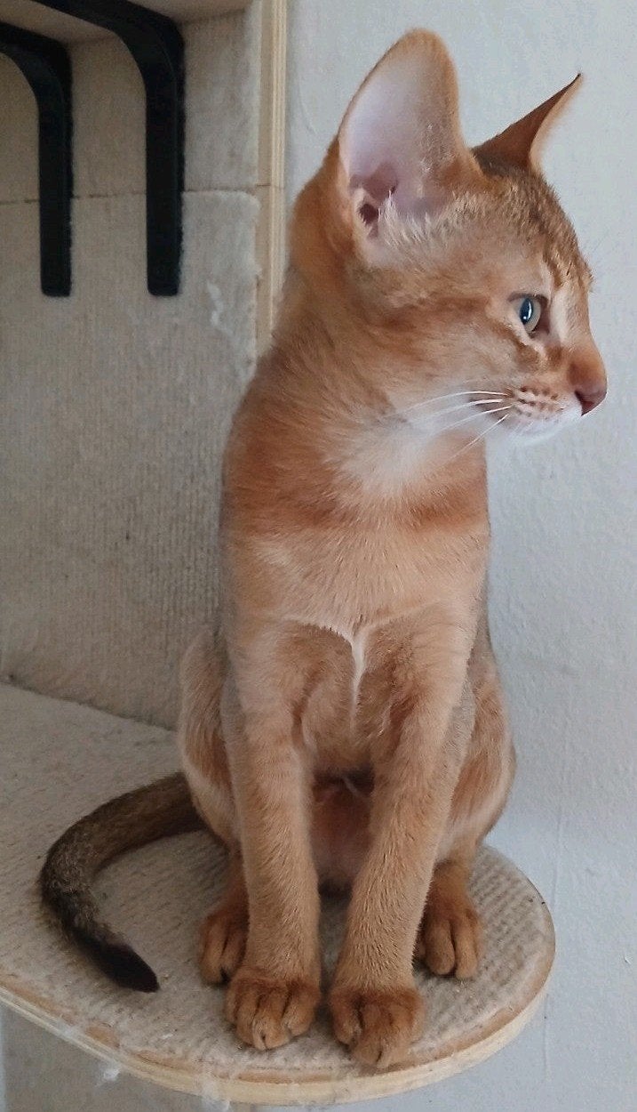 Super mooie abessijn, chausie kittens poesje en katertje., Dieren en Toebehoren, Kater, Met stamboom, 0 tot 2 jaar