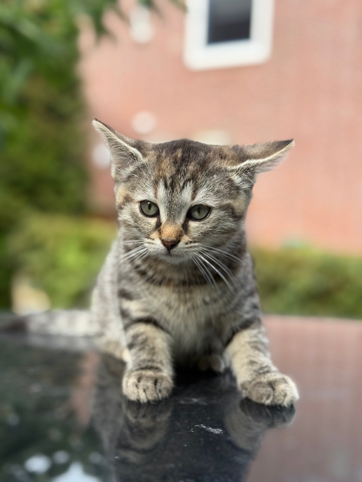 Prachtige kittens – Britse lang- & kortharig kruising, Meerdere dieren