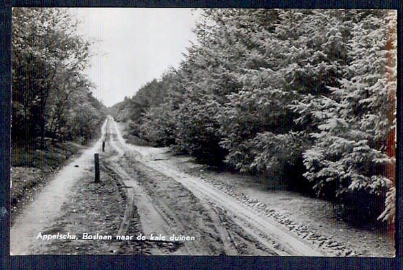 Appelscha, Boslaan naar de kale duinen. 1959., Verzamelen, Ophalen of Verzenden, 1940 tot 1960, Gelopen, Friesland