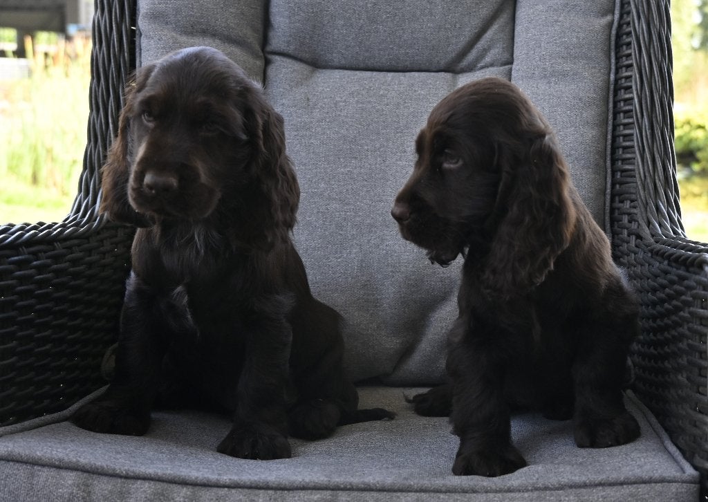 Chocolade bruine Engelse Cocker Spaniel pups, Parvo, Nederland, 8 tot 15 weken, Meerdere