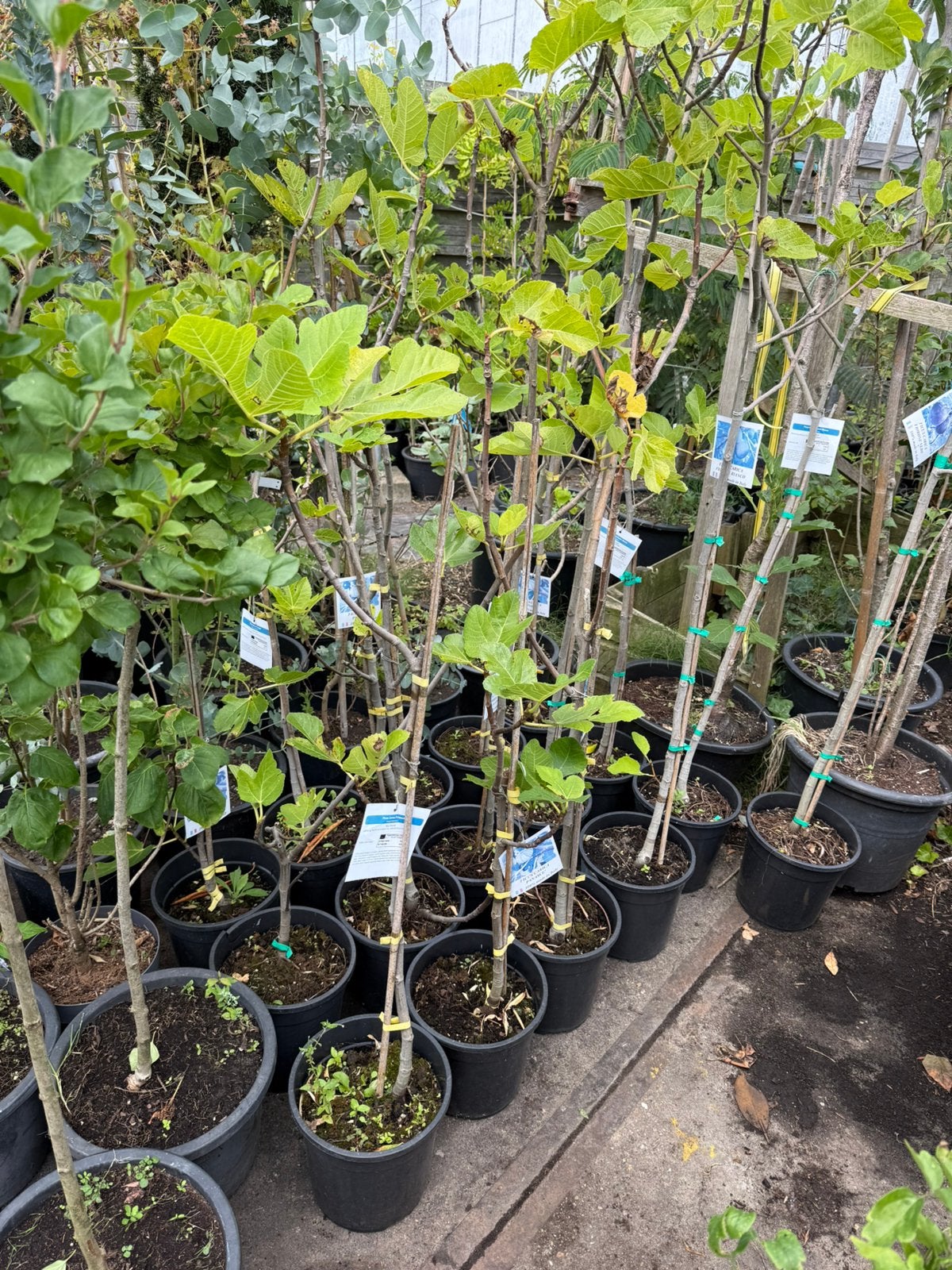 Vijgenboompjes potgekweek paar 100cm derest 125/150 1 soort, Ophalen, In pot, Vijgenboom, 100 tot 250 cm