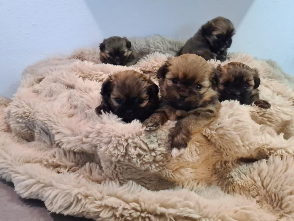 pomchi pups, Parvo, Overige rassen, 8 tot 15 weken, Meerdere dieren