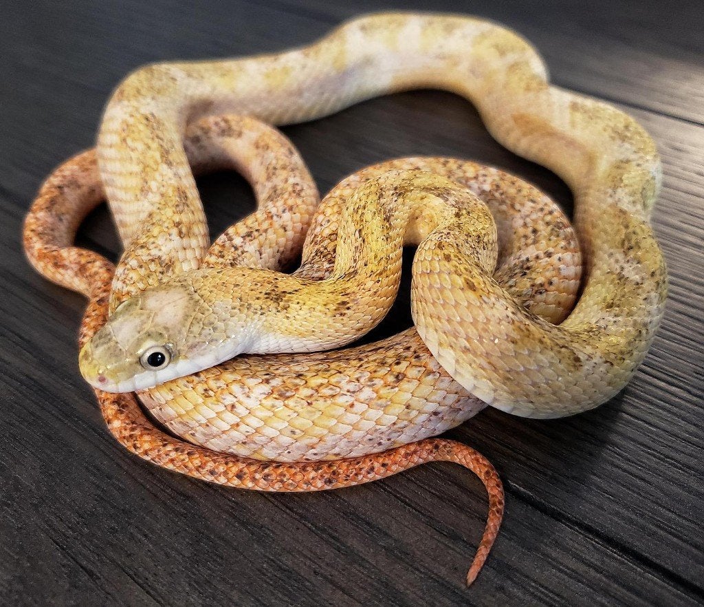 Uniek in Europa Calico Black Ratsnake, Slang, Tam, 0 tot 2 jaar