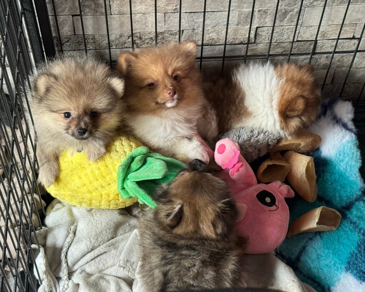 Pomeriaan pups 🩷🐶 mogen verhuizen, Parvo, Overige rassen, 8 tot 15 weken, Teef