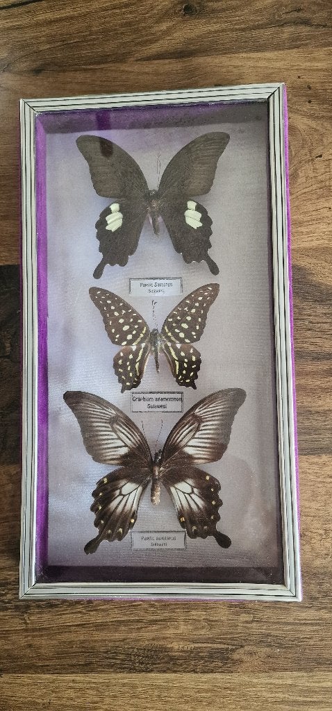 Opgezette vlinders, Ophalen of Verzenden, Zo goed als nieuw, Insect, Opgezet dier