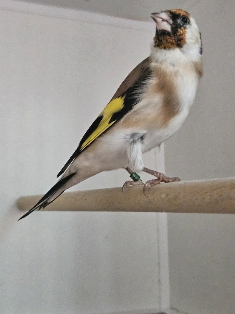 major putter, Dieren en Toebehoren, Mannelijk, Wildzangvogel, Tam