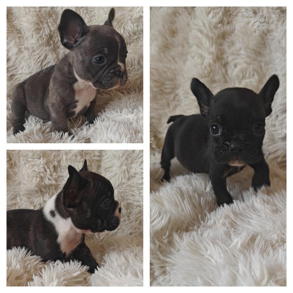 Franse bulldog pups uit geteste ouders, Dieren en Toebehoren, Honden | Bulldogs, Pinschers en Molossers, 8 tot 15 weken, Parvo