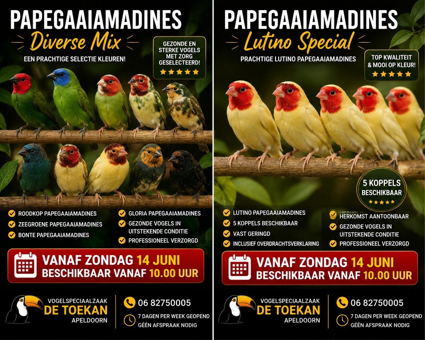 Papegaaiamadines beschikbaar vanaf zondag 14 juni vanaf 10., Dieren en Toebehoren, Vogels | Overige Vogels, Meerdere dieren, Tropenvogel