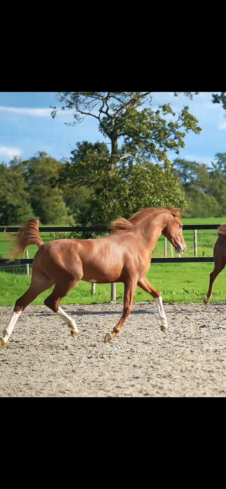 Kwaliteitsvolle 1.5 jarige welsh hengsten, Dieren en Toebehoren, Hengst, Niet van toepassing, Met stamboom, 0 tot 2 jaar