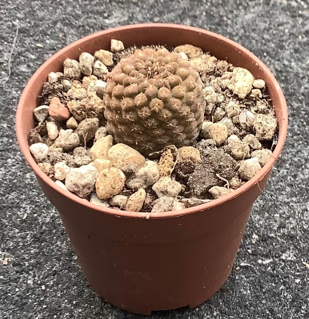 Cactus, Thelocephala, Ophalen of Verzenden, Cactus, Volle zon, Minder dan 100 cm