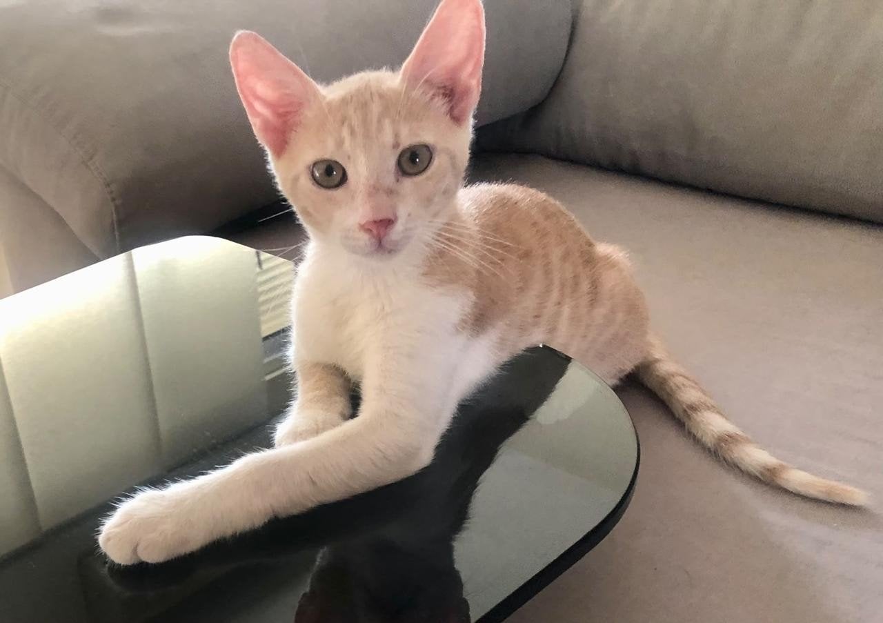 knappe Elvis, Dieren en Toebehoren, Kater, Kortharig, 0 tot 2 jaar