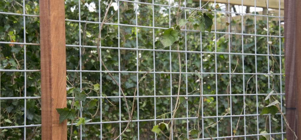 Volle hedera incl schutting 10m Privacy zomer winter groen, Ophalen, Overige soorten, 100 tot 250 cm