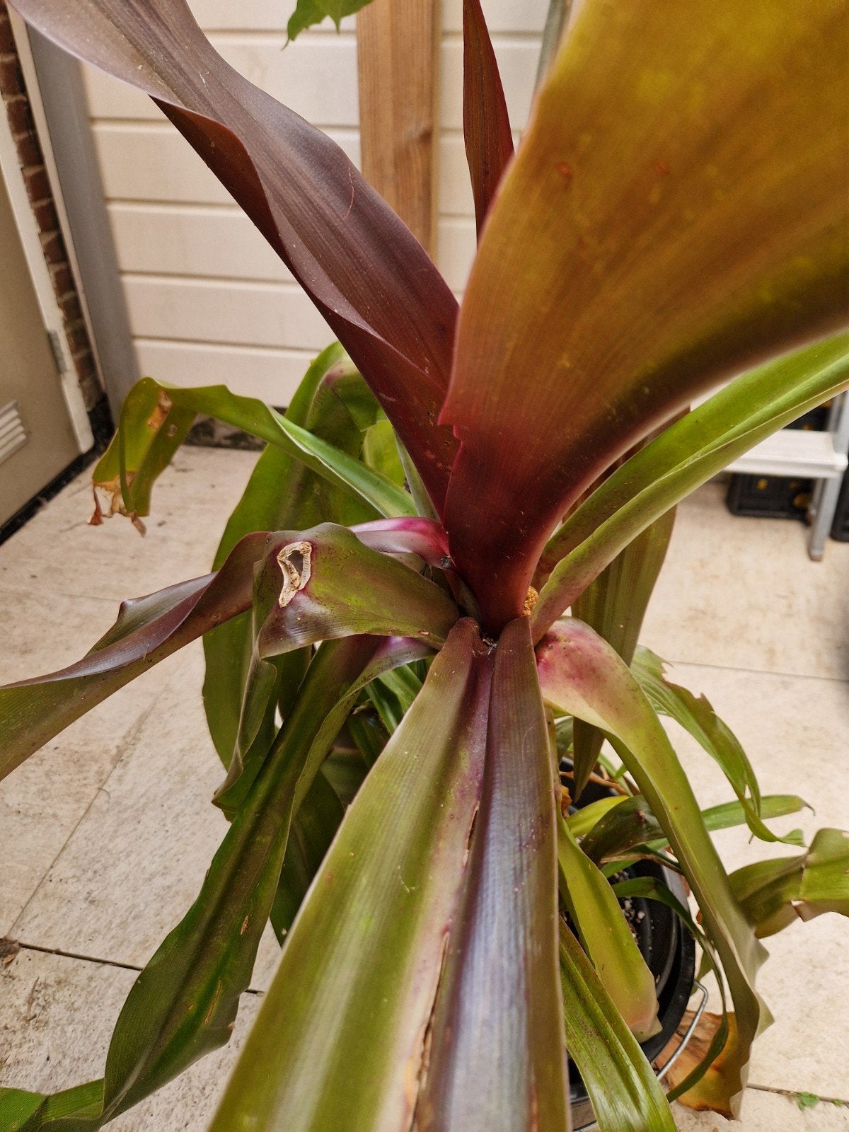Crinum asiaticum "Rubrum" te koop, Volle zon, Vaste plant, Bloeit niet, Ophalen