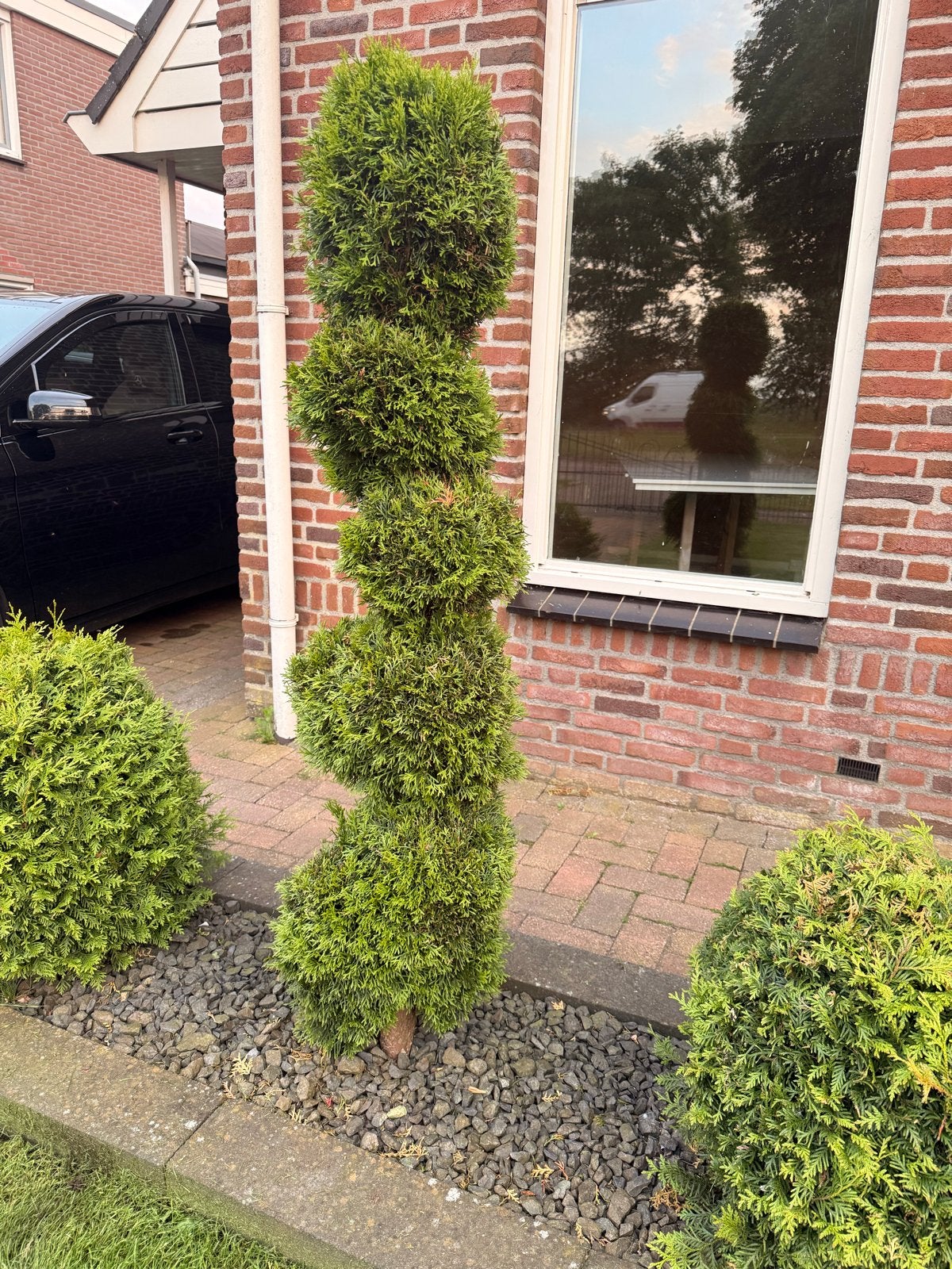 3 thuja coniferen in pompon-/wolkenvorm, Overige soorten, Volle zon, Vaste plant, Ophalen of Verzenden