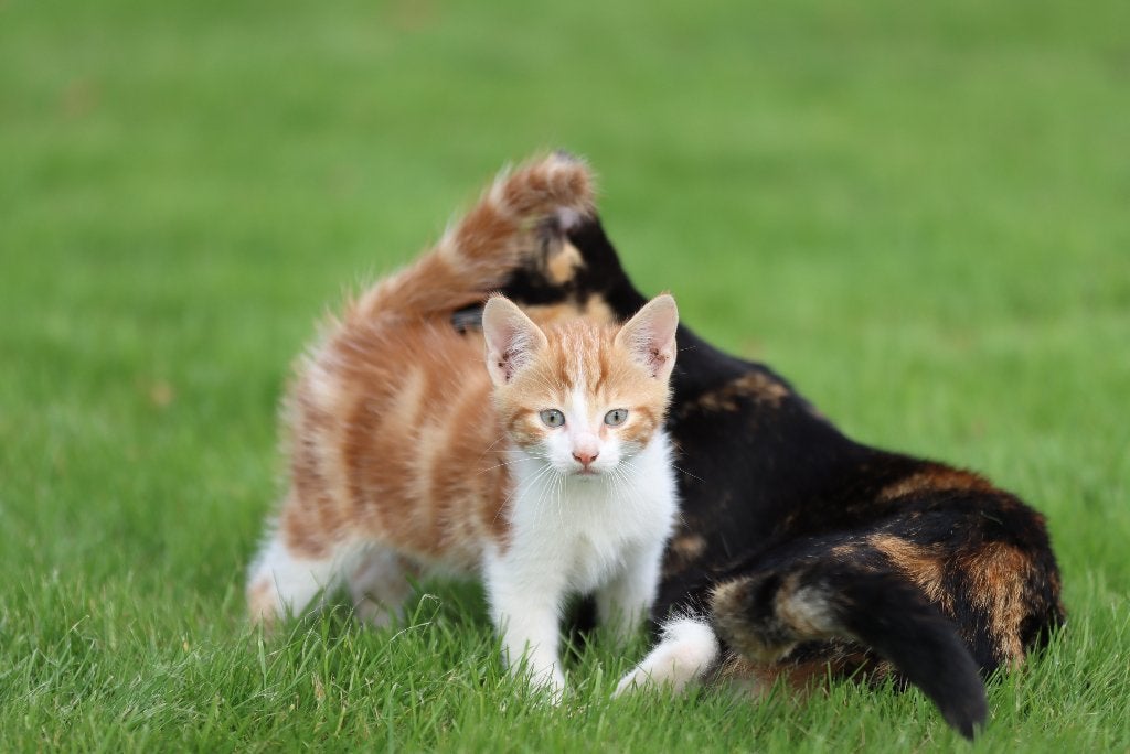 Schattige boerderijkitten te koop, Dieren en Toebehoren, Kater, Kortharig, 0 tot 2 jaar