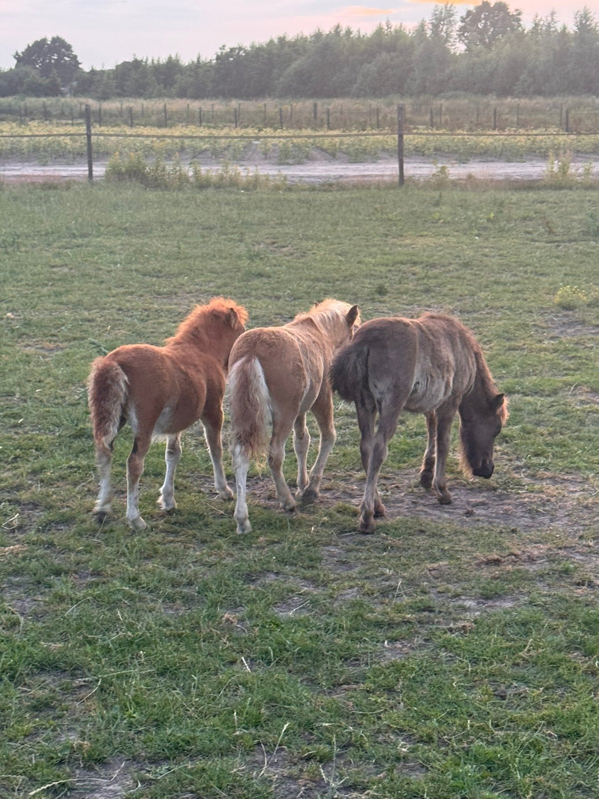 💖, Ruin, A pony (tot 1.17m), Met stamboom, 7 tot 10 jaar