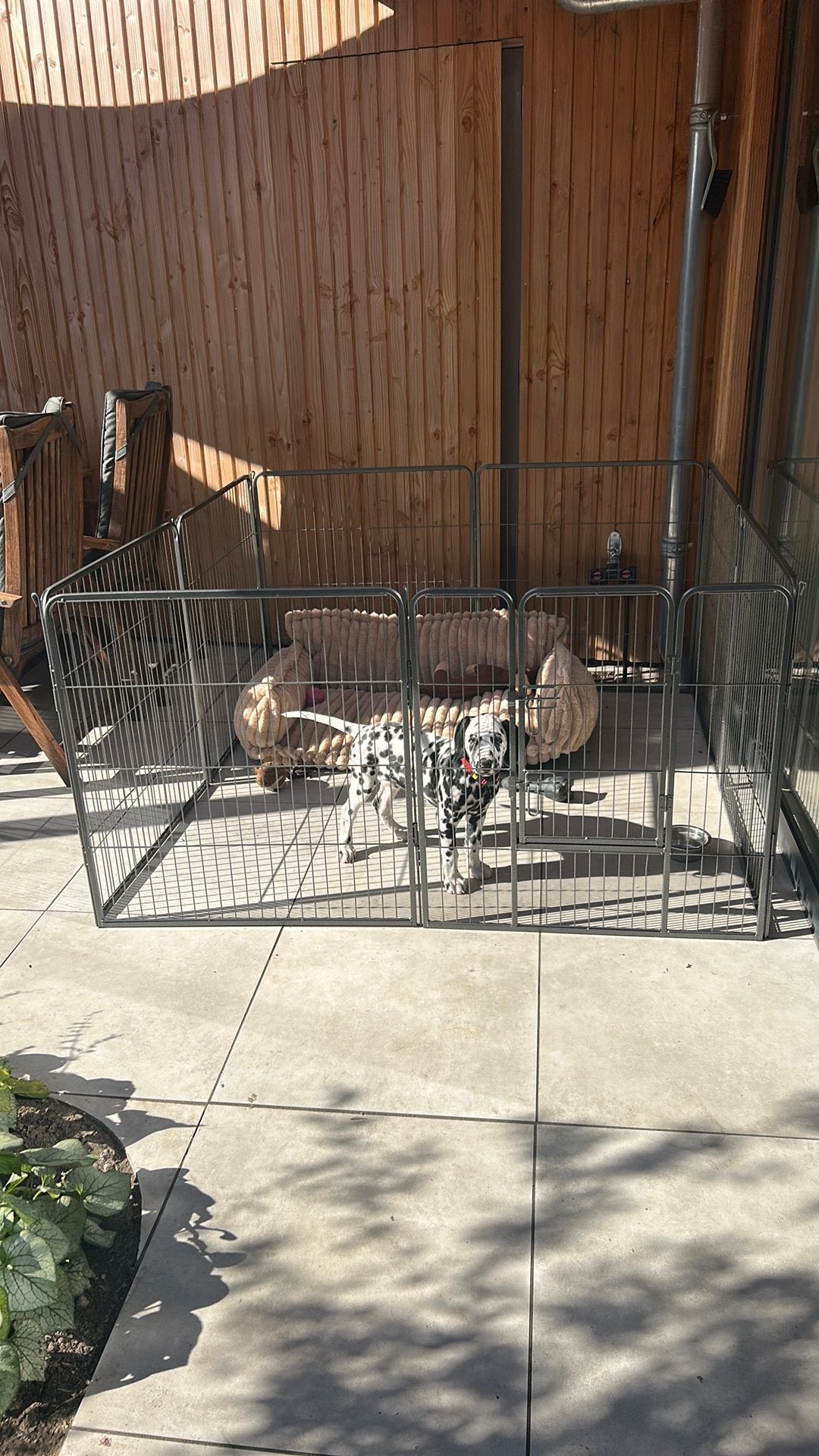 Puppy ren te huur, Ophalen of Verzenden, Zo goed als nieuw, 110 cm of meer, Minder dan 65 cm